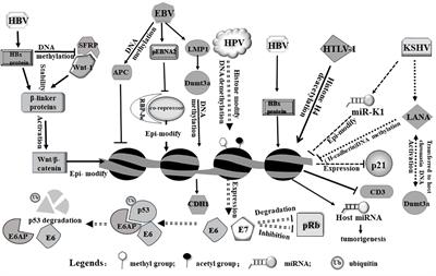 Virus-induced host genomic remodeling dysregulates gene expression, triggering tumorigenesis